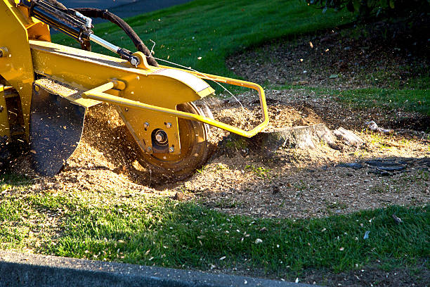 Bellair Meadowbrook Terrace, FL Tree Removal Company